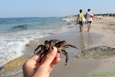 Изображение помечено: 2clovers.com, Beach, Es Cavallet Beach Part 1, Sexy Wallpaper